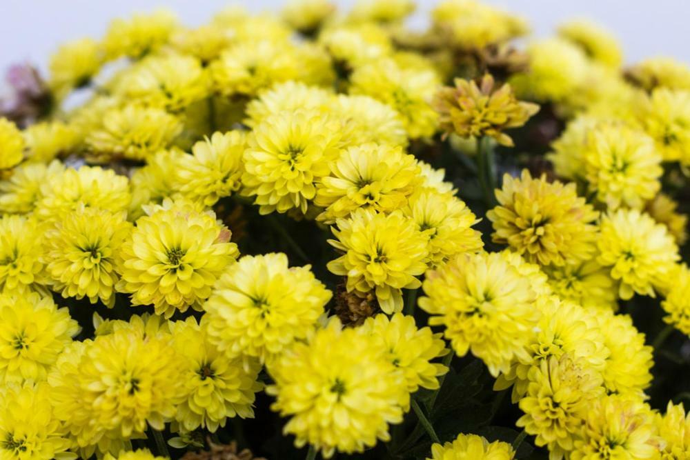 Auszeit-Wohnungen Aidenbach Ngoại thất bức ảnh